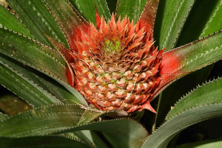 Red pineapple grown in Alotau, Papa New Guinea